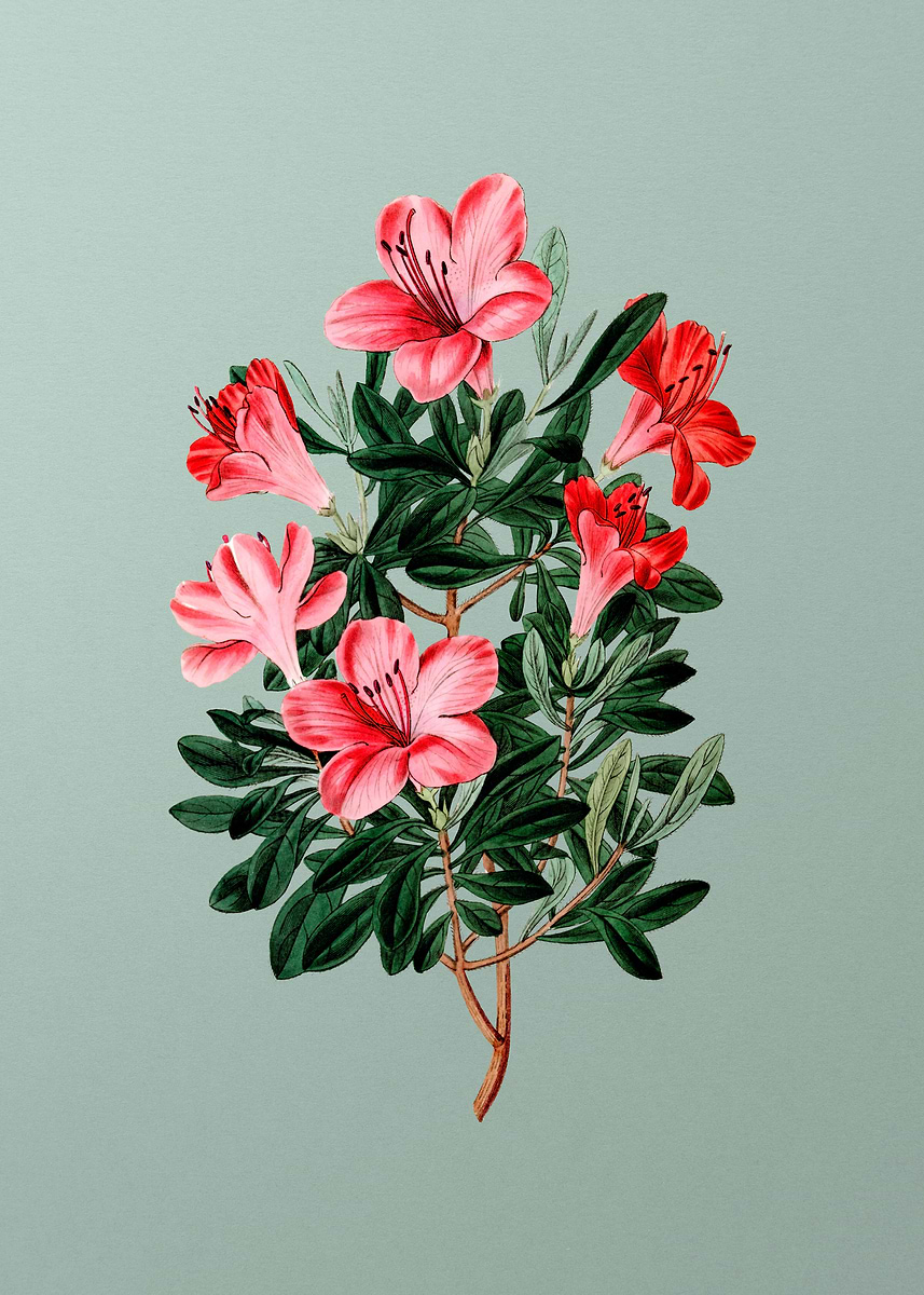 'Brick Red Chinese Azalea' Poster, picture, metal print, paint by Holy ...