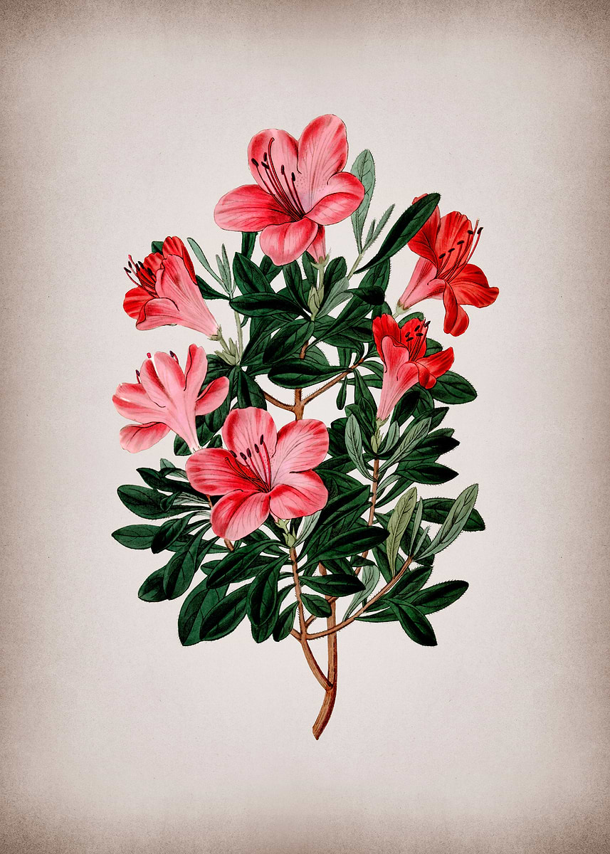 'Brick Red Chinese Azalea' Poster, picture, metal print, paint by Holy ...