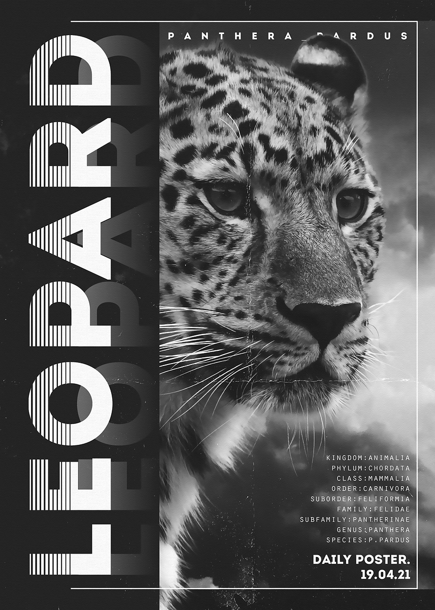 'Leopard' Poster, picture, metal print, paint by artisticdesign 1903 ...