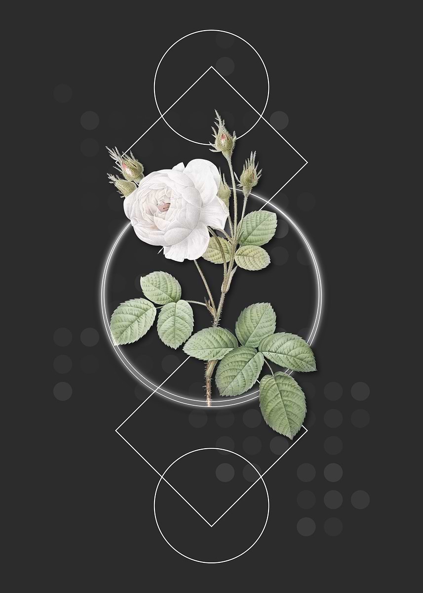 'Vintage White Misty Rose' Poster, picture, metal print, paint by Holy ...