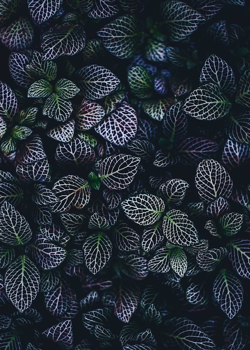'Green Purple' Poster, picture, metal print, paint by Diego The ...