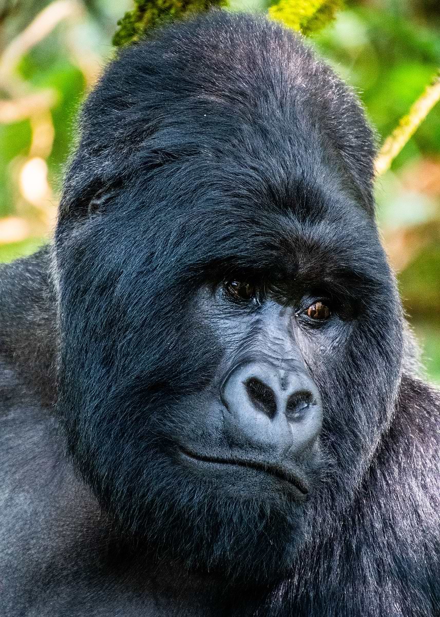 'Silverback' Poster, picture, metal print, paint by Nicolas Vanhuynegem ...