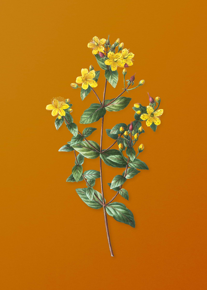 'Vintage Stinking Tutsan' Poster, picture, metal print, paint by Holy ...