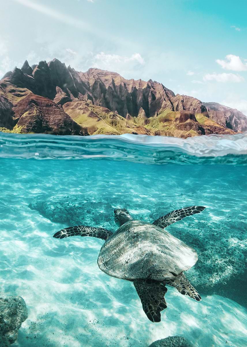 'Sea Turtle' Poster, picture, metal print, paint by Gal Design | Displate