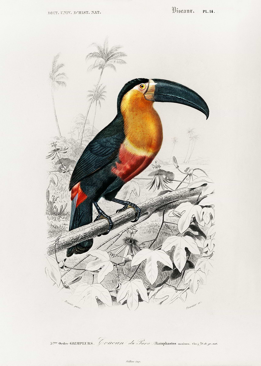  Ramphastos Poster Picture Metal Print Paint By CaptiveArtDesigns 