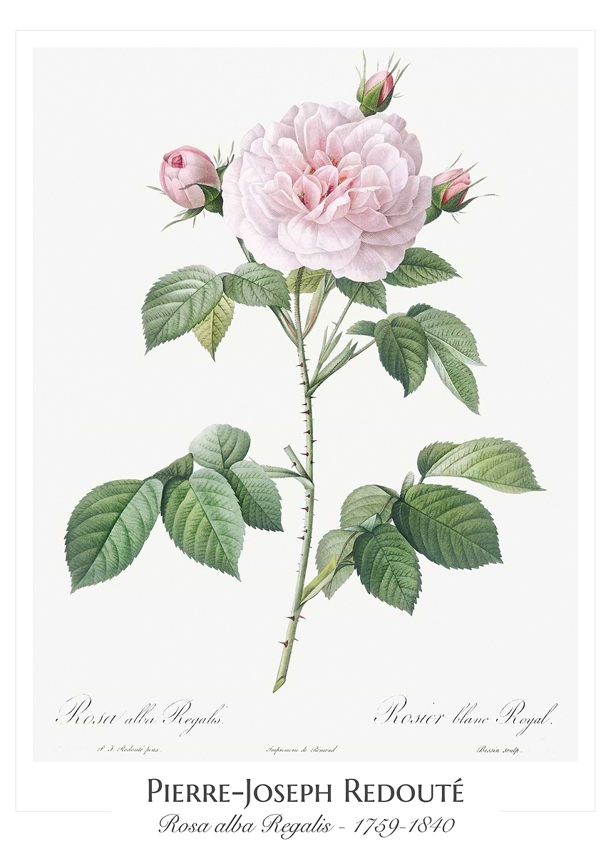 Regalices Rosa 'Rosa Alba Regalis' Poster, picture, metal print, paint by amanmana ...