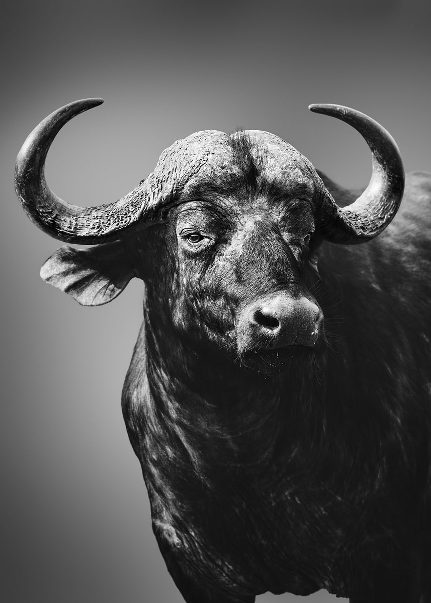 'Cape Buffalo bull' Poster, picture, metal print, paint by Etienne ...