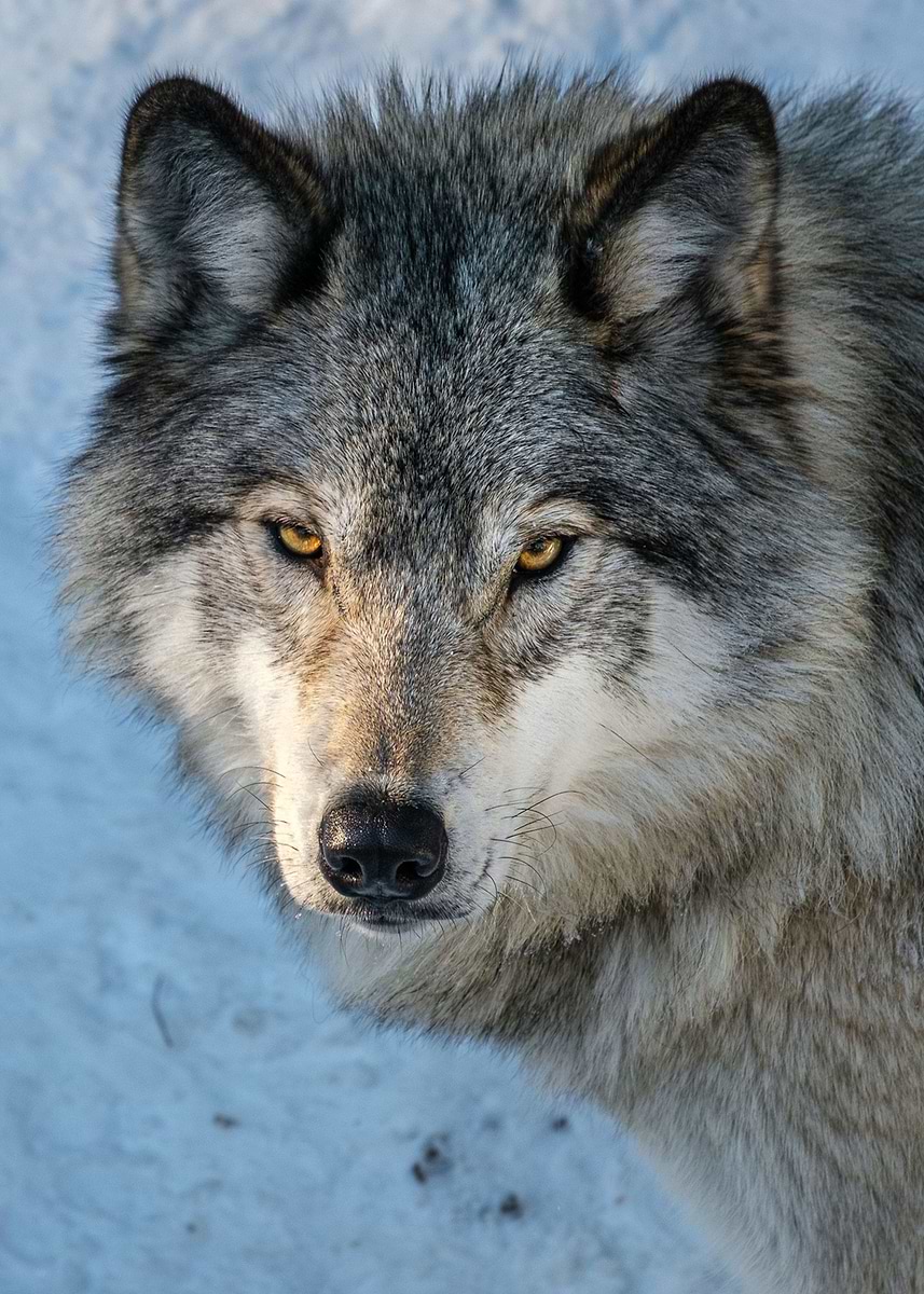 Mighty Wolves 'Mighty wolf' Poster, picture, metal print, paint by AxselYustisio ...