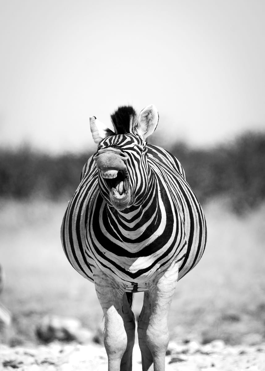 'Funny zebra' Poster, picture, metal print, paint by Félix Furger ...