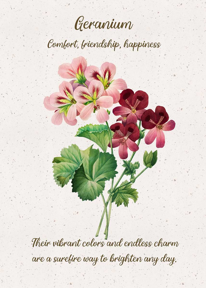 'Geranium Flower Language' Poster, picture, metal print, paint by ...