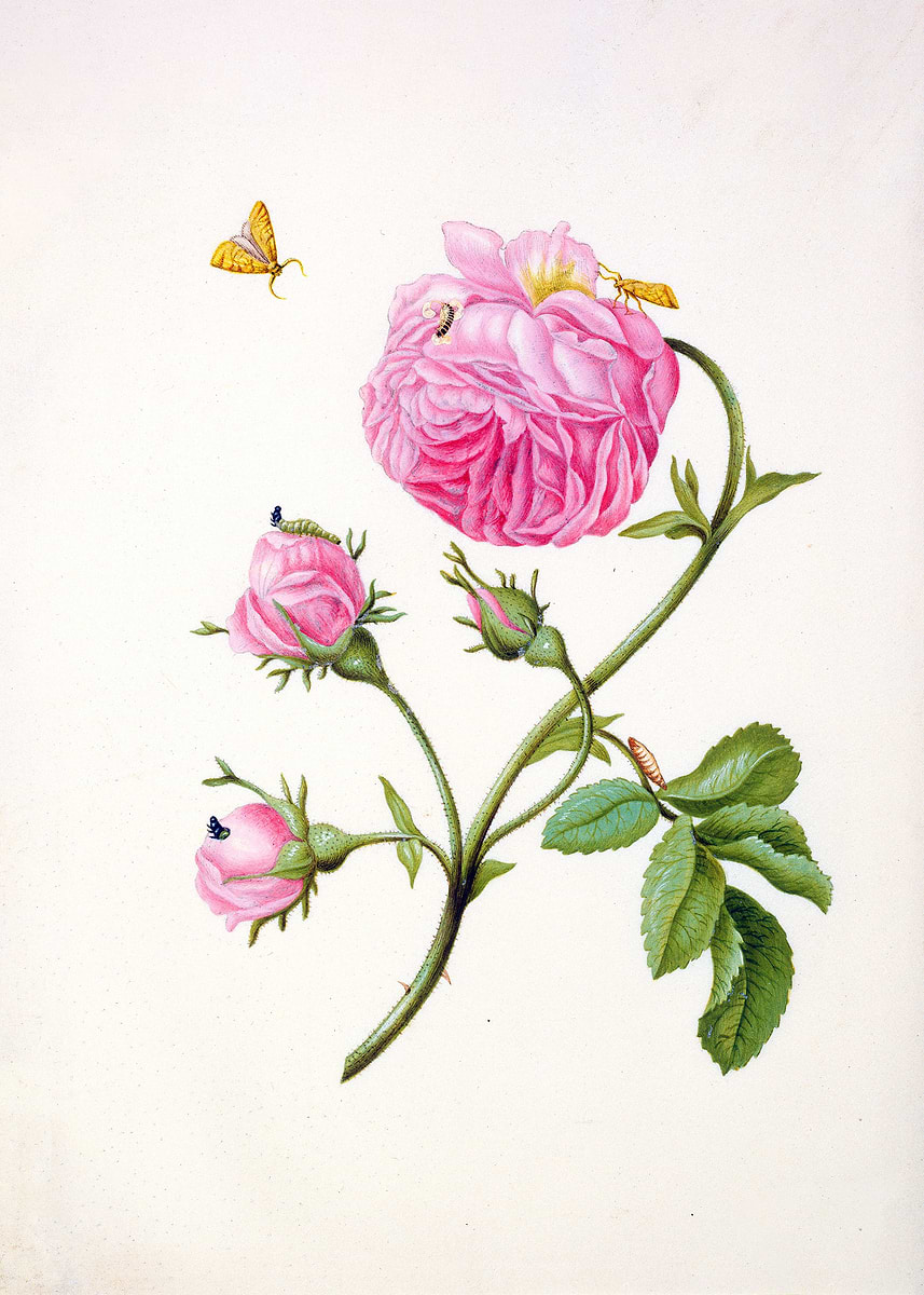 'Rose with Metamorphosis ' Poster, picture, metal print, paint by ...