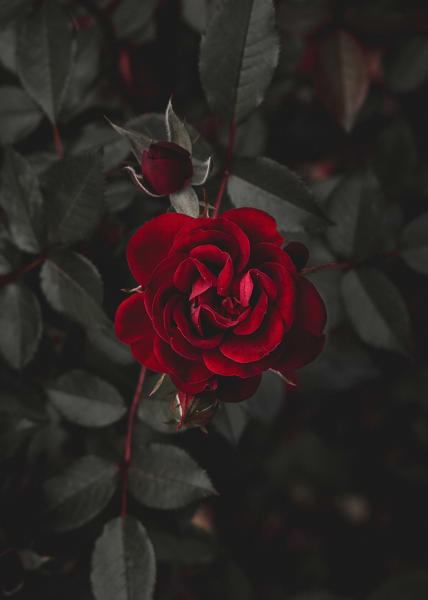'Dark Red Rose' Poster, picture, metal print, paint by Robert Design ...