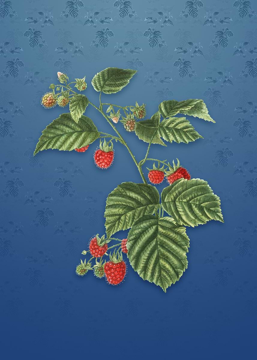 Bahama Raspberry 'Raspberry on Bahama Blue' Poster, picture, metal print, paint by Holy ...