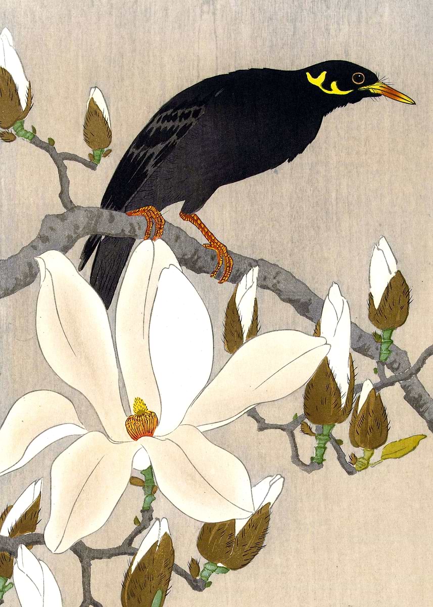 Myna Poster 'Myna on Magnolia Branch' Poster, picture, metal print, paint by ...