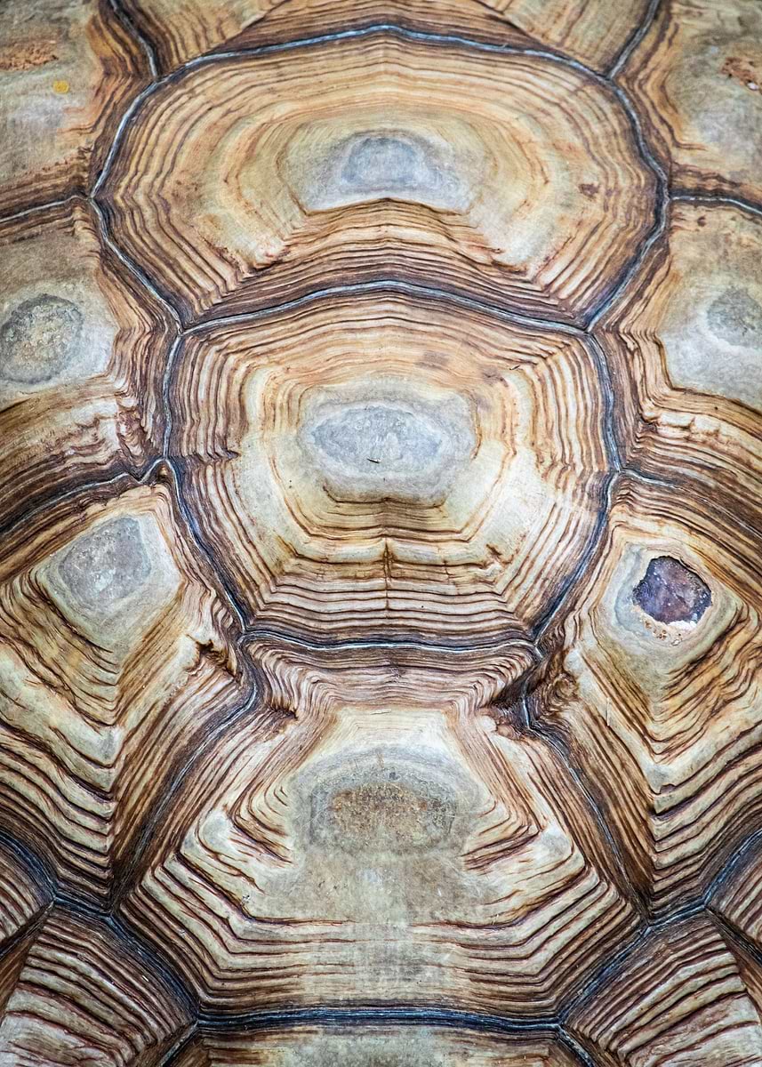 Turtle Shell Stain 'Brown Turtle Shell' Poster, picture, metal print, paint by force ...