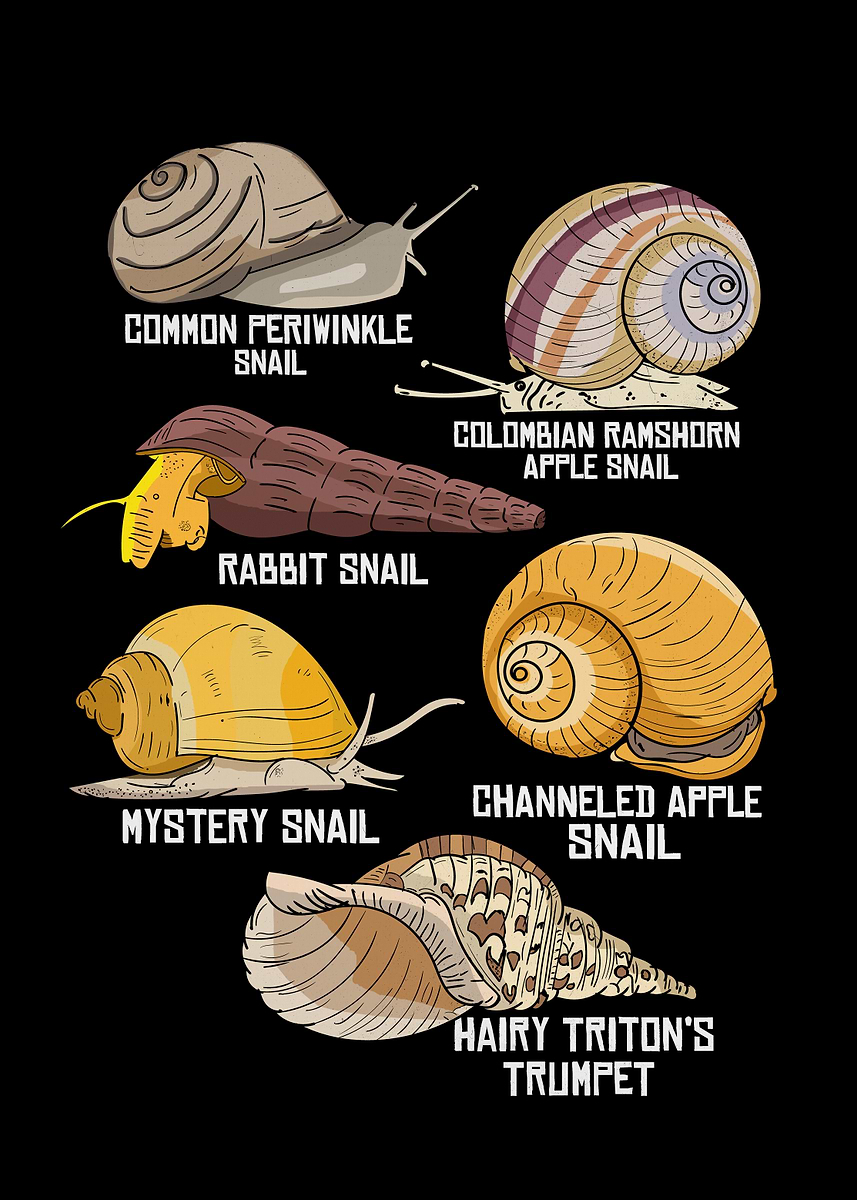 Snail Species Illustration Biology Snail Species Snails' Poster