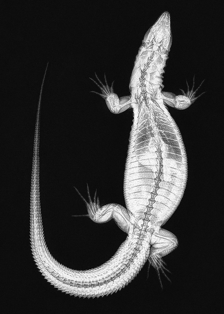'Monitor Lizard X-Ray' Poster, picture, metal print, paint by MAB ...