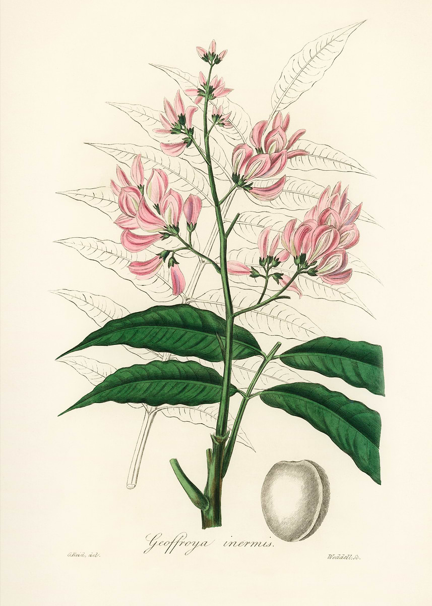 黄金の調和の木 DISPLATE メタリック ポスター ( #8833 ) Golden Bonsai Tree Art' Poster, picture, metal print, paint