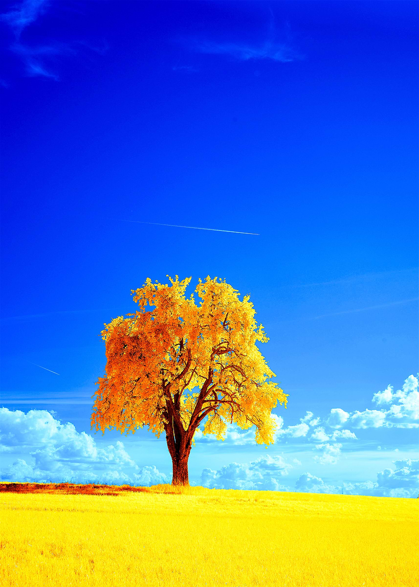 Golden Tree Landscape' Poster, picture, metal print, paint by