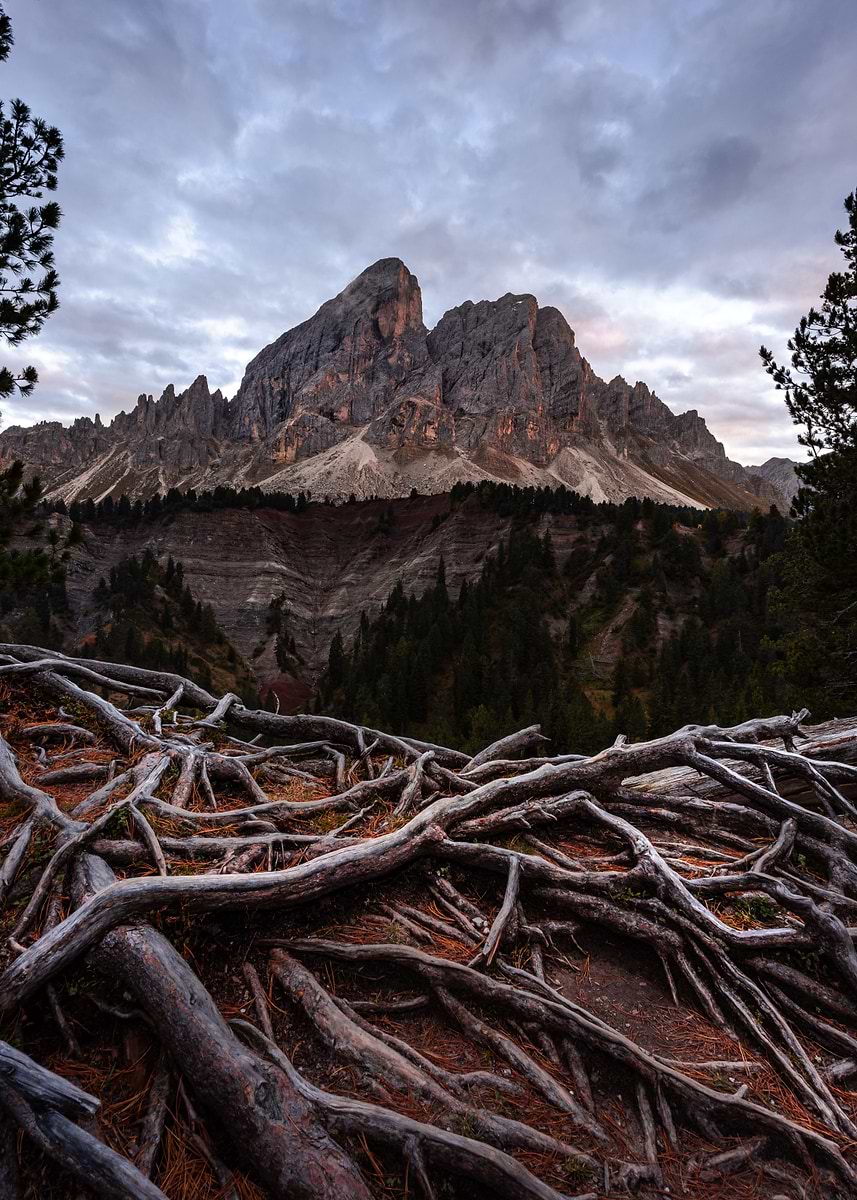 'Mountain Roots' Poster, picture, metal print, paint by David Becker ...