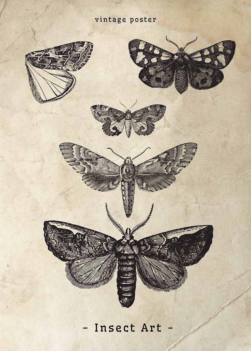 'Vintage Insect Art Poster' Poster, picture, metal print, paint by ISF ...