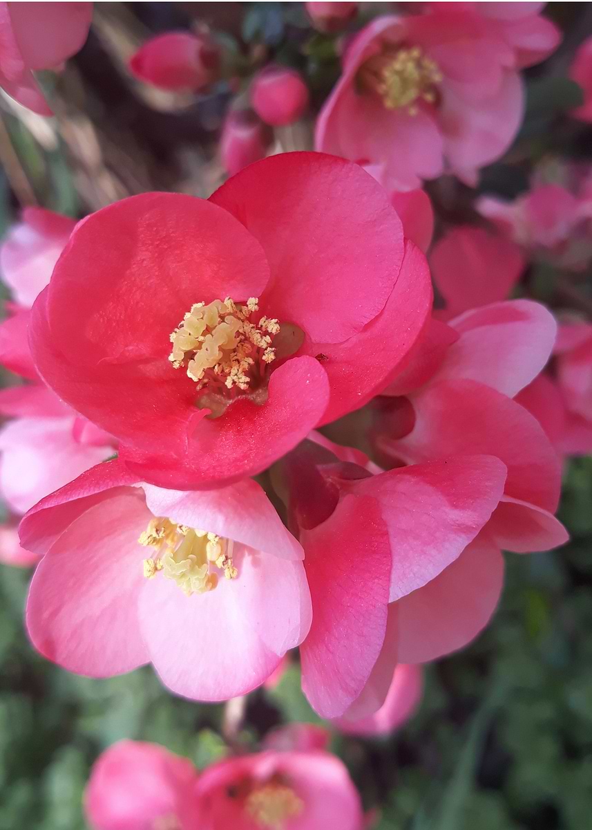 'Pink and Red spring blossom' Poster, picture, metal print, paint by ...