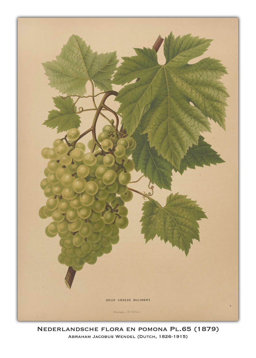 'Vintage Grape Illustration' Poster, picture, metal print, paint by ...