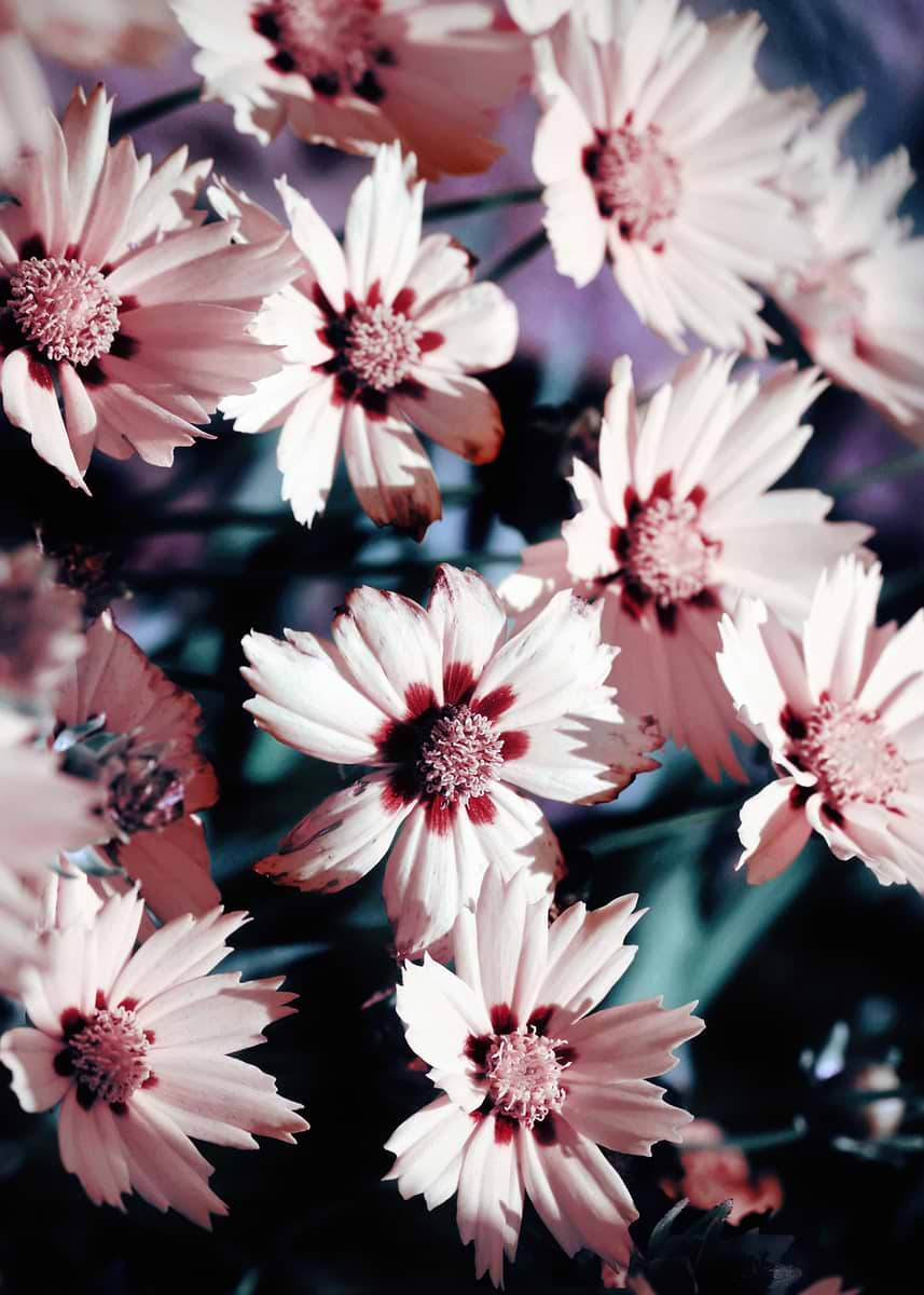 Spring Flowers Color 'Pink and White Spring Flowers' Poster, picture, metal print, paint by ...