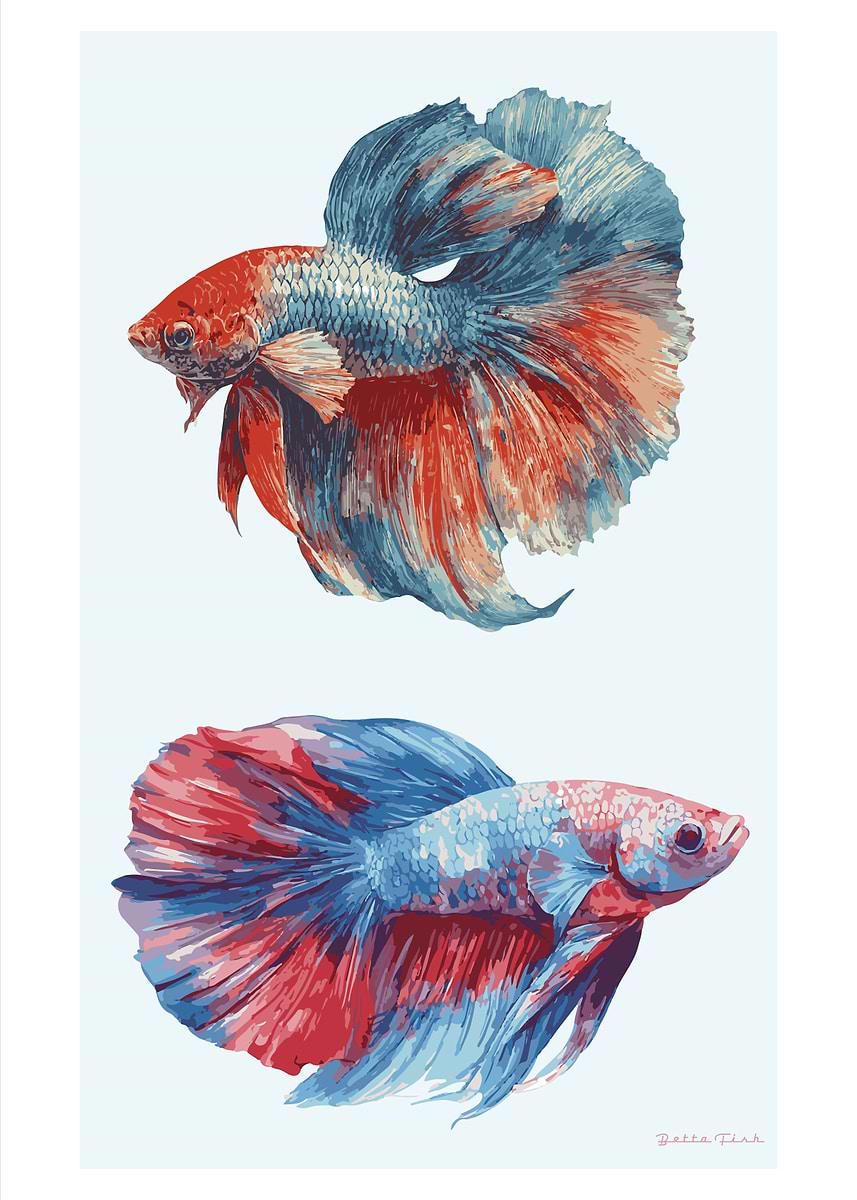 Two Fish Beta Ink 'Two Betta Fish Illustration' Poster, picture, metal print, paint by ...