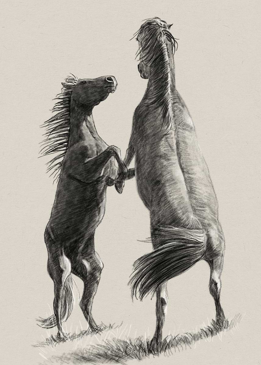 'Two Horses Rearing Up Drawing' Poster, picture, metal print, paint by ...