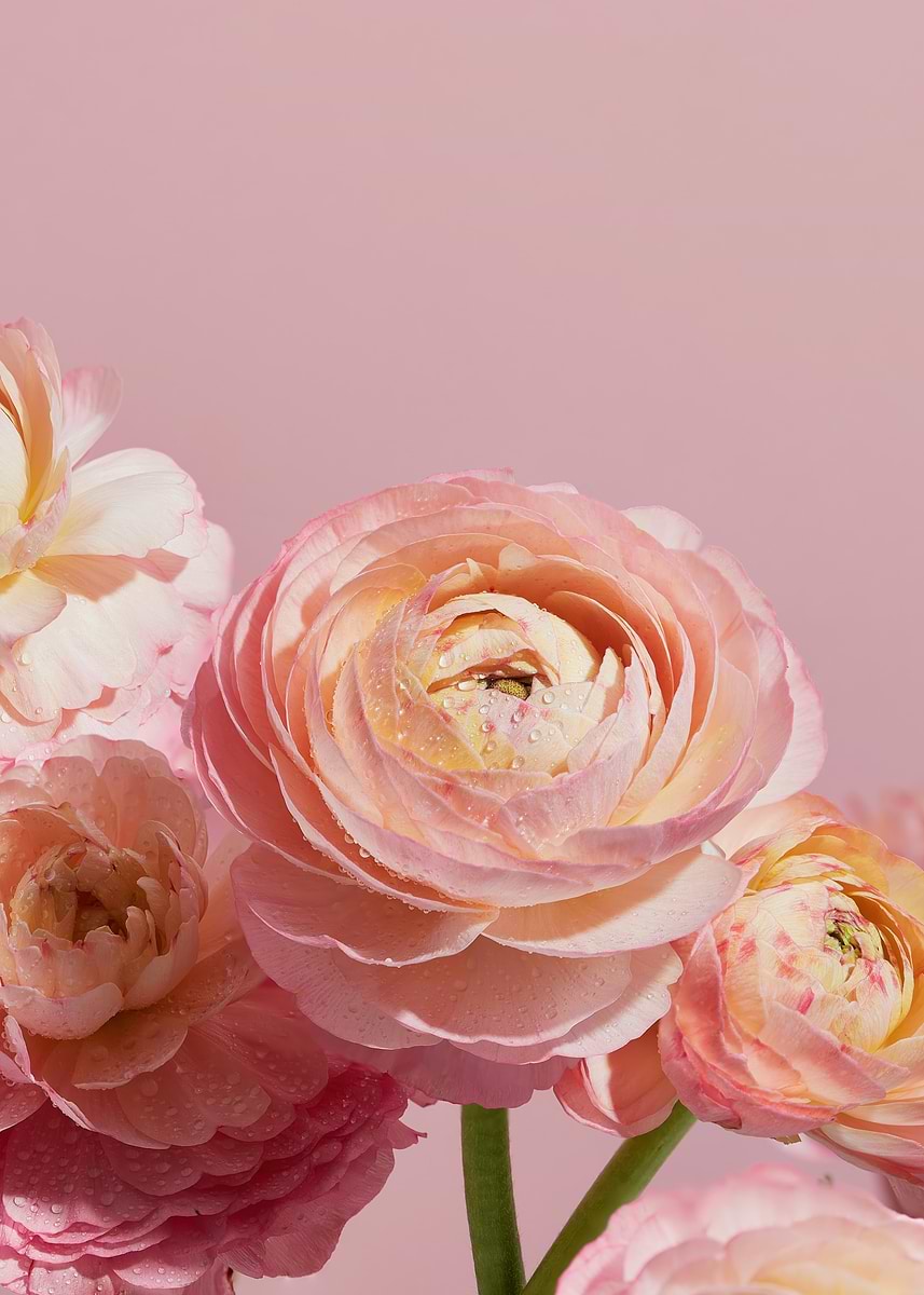 'Pink Ranunculus Flowers on Pink Background' Poster, picture, metal ...