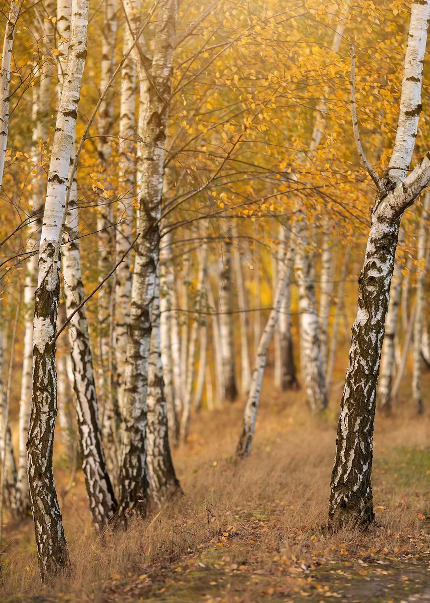  Autumn Birch Tree Forest Poster Picture Metal Print Paint By 