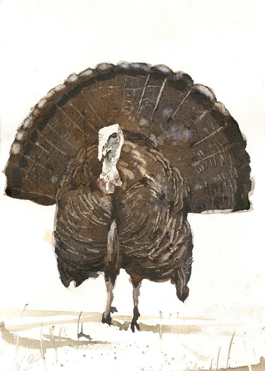 Watercolor Turkey with Displayed Feathers' Poster, picture, metal