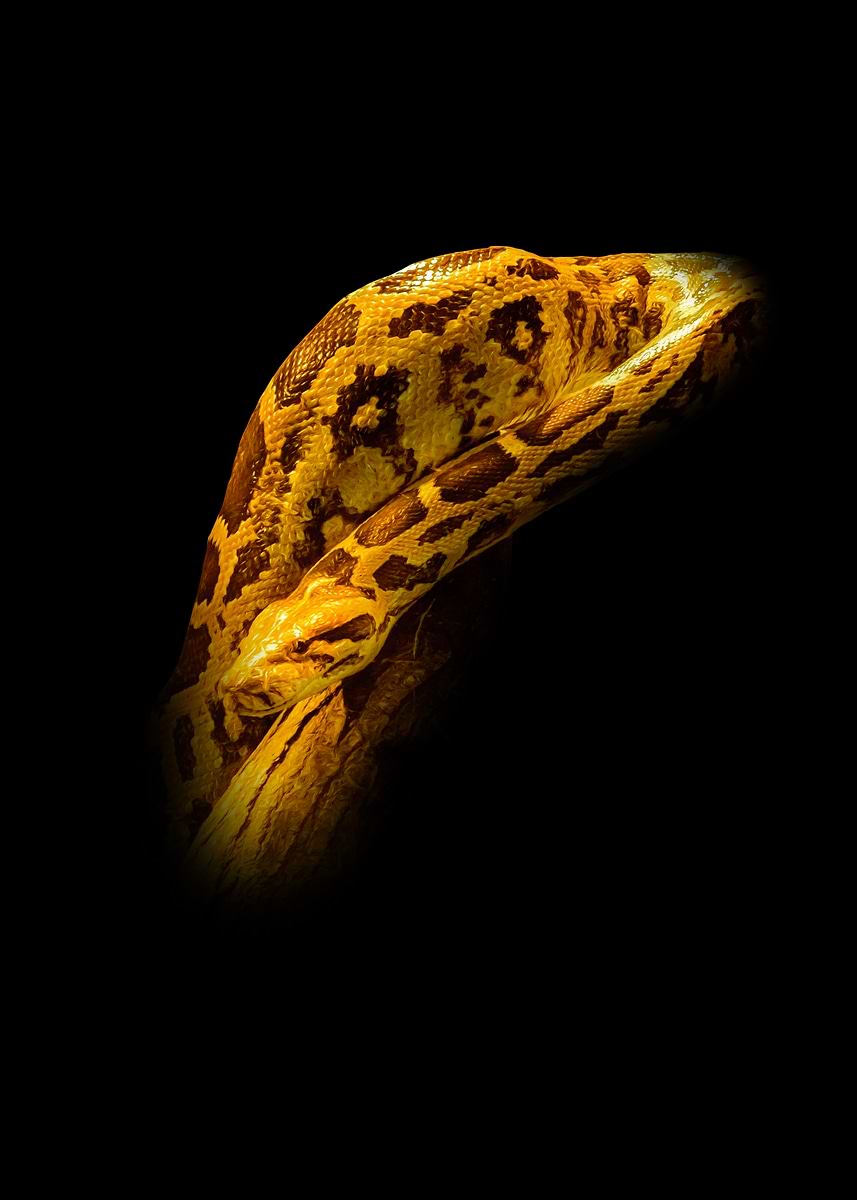 Golden Python Draw 'Golden Python on Black Background' Poster, picture, metal print, paint ...