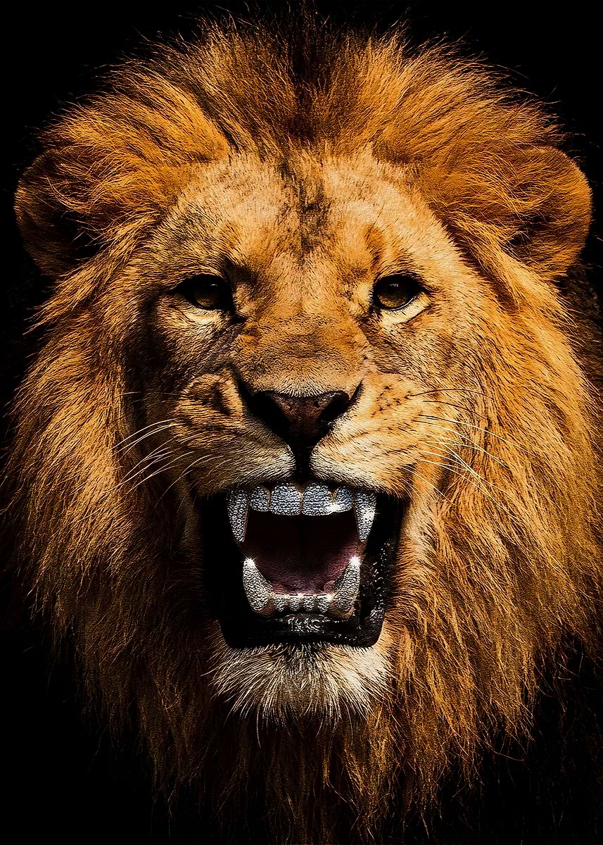 Lion with Diamond Grill' Poster, picture, metal print, paint by