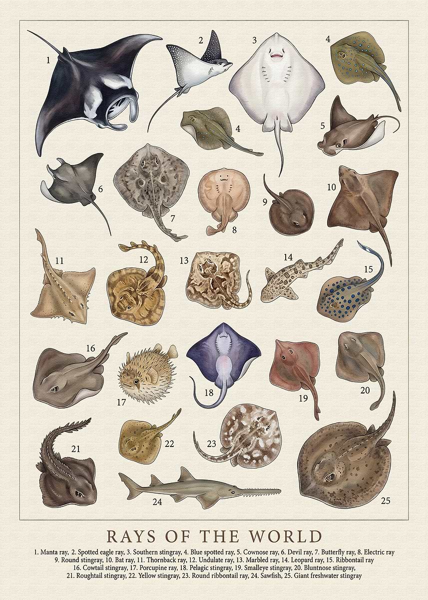 Rare Rays 'Various Rays of the World' Poster, picture, metal print, paint by ...