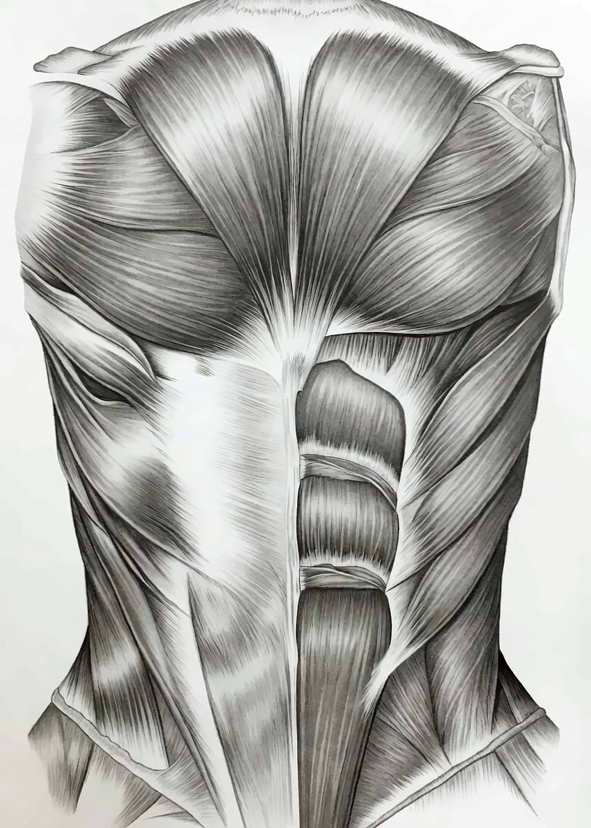 'Human Back Muscles' Poster, picture, metal print, paint by ELMEHDI ...