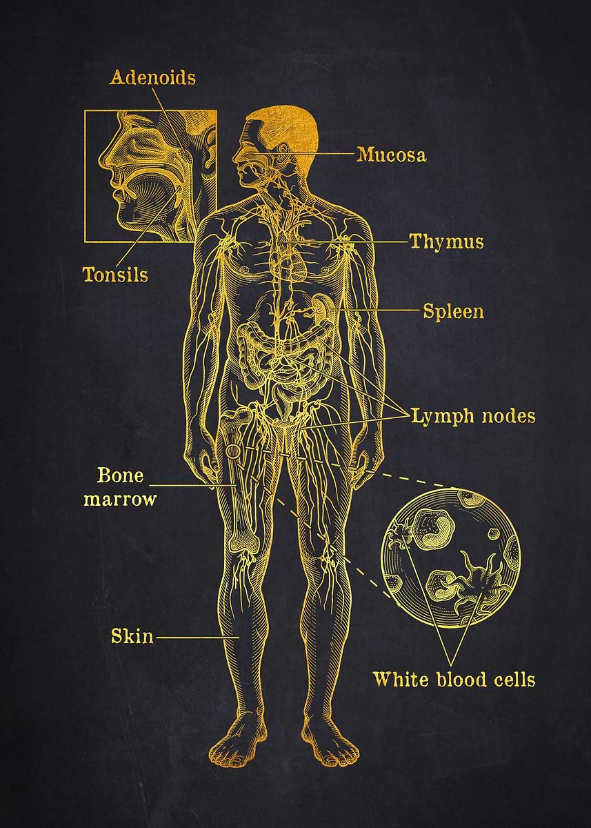 'Human Immune System' Poster, picture, metal print, paint by Aged Pixel ...