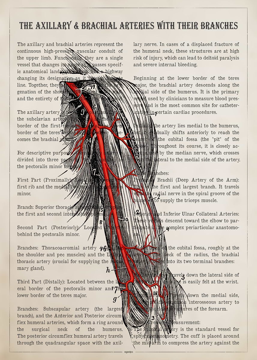 'Axillary and Brachial Arteries Anatomy' Poster, picture, metal print ...