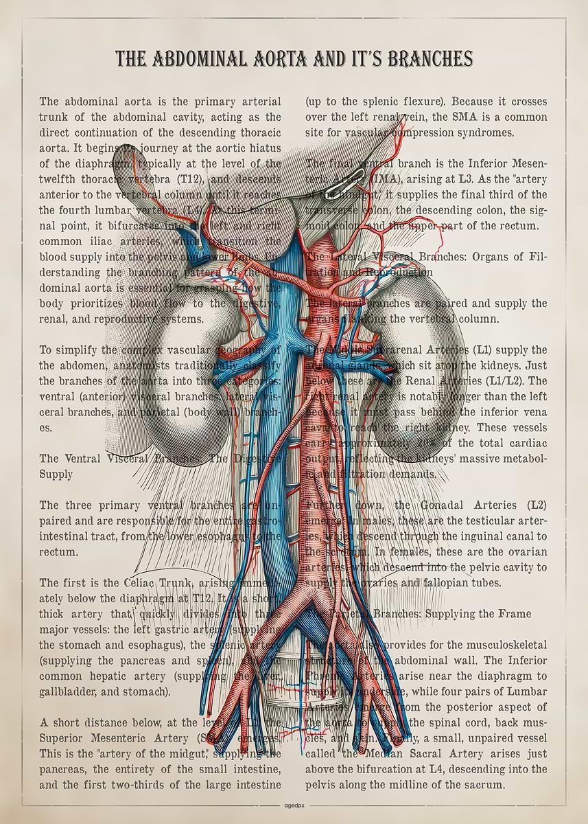 'Abdominal Aorta Anatomy Illustration' Poster, picture, metal print ...