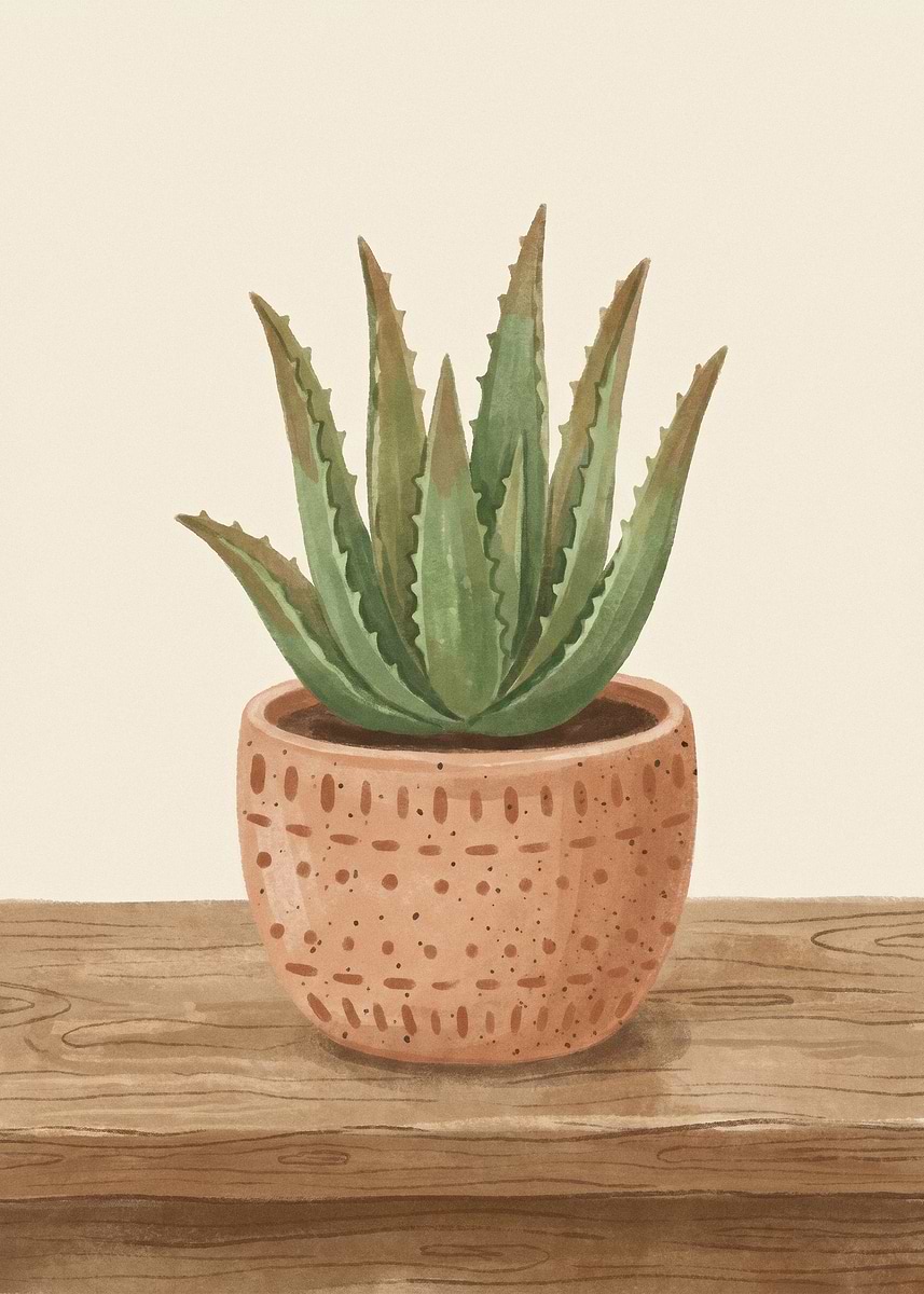 organic aloe vera plant Aloe Vera Plant for Sale - Delivered to Your Door