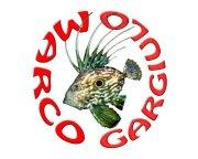 Marco Gargiulo avatar