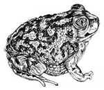 Claudette Lambert Peterson