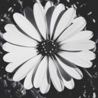 Loredana Isac avatar