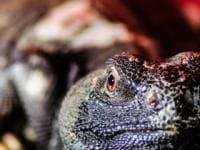 Vince Napoleone avatar