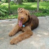 Lola Capricola avatar