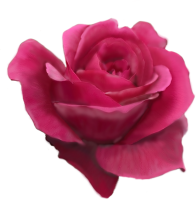 Willem van Gorsel avatar