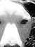Andy Pandy