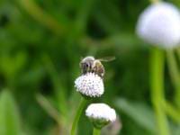 Manuel Guerra avatar