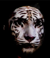 Carolina PeTri avatar